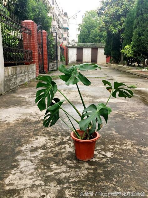 獅子山獅子山上看紅塵工作紙 龜背竹 風水